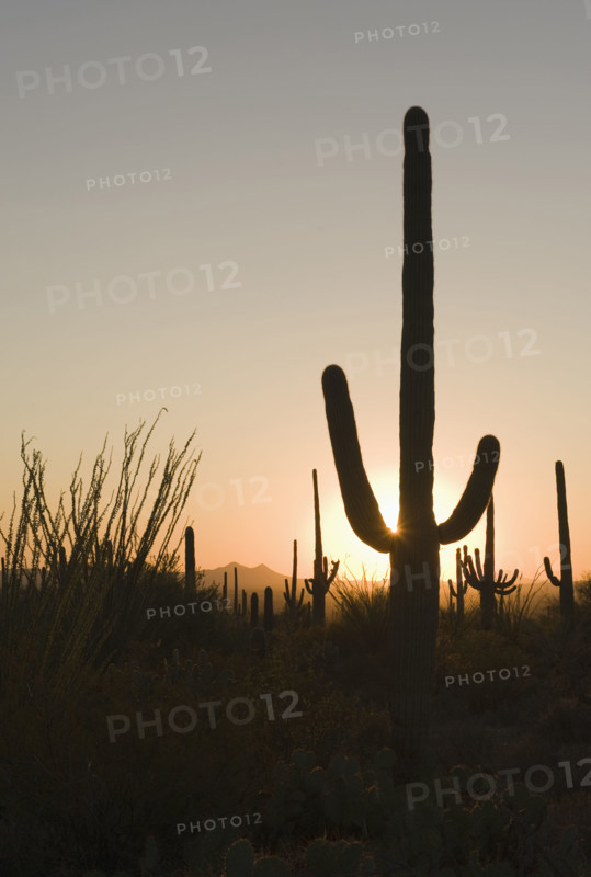 Sun setting behind cactus plants, Saguaro National Park, Arizona.
