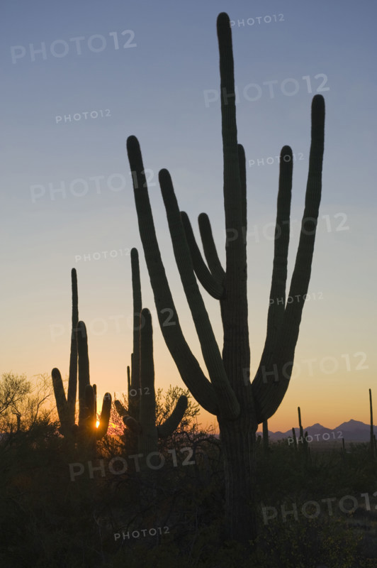 Cactus plants, Saguaro National Park, Arizona.