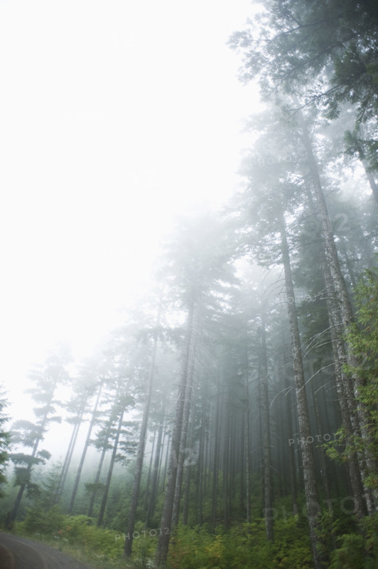 Foggy forest, Hood River, Oregon. Date: 2008
