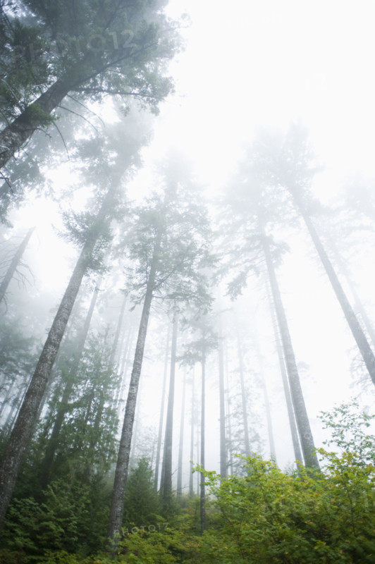 Foggy forest, Hood River, Oregon. Date: 2008