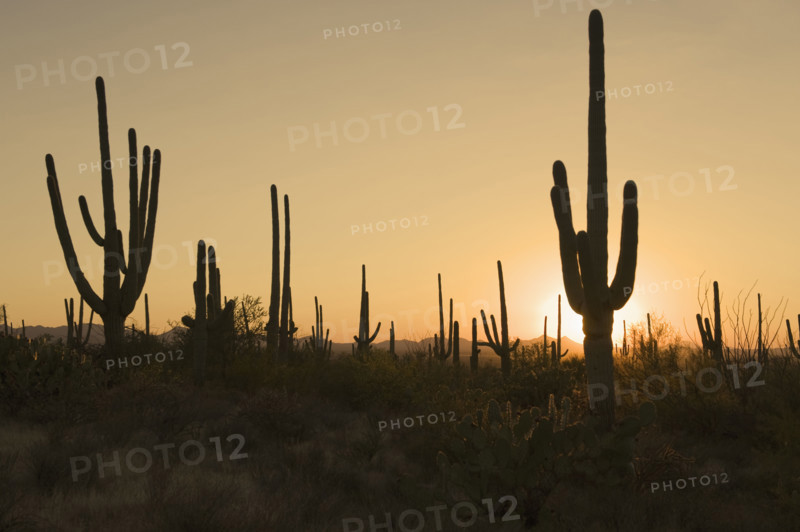 Sun behind cactus plants, Saguaro National Park, Arizona.