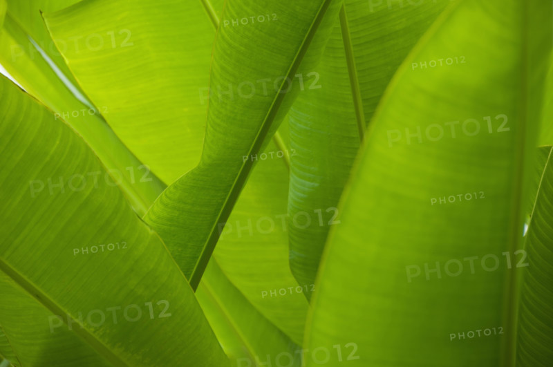 Close up of tropical plant, Bermuda.