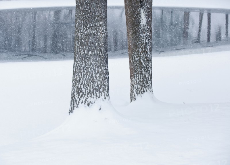 Trees in winter.