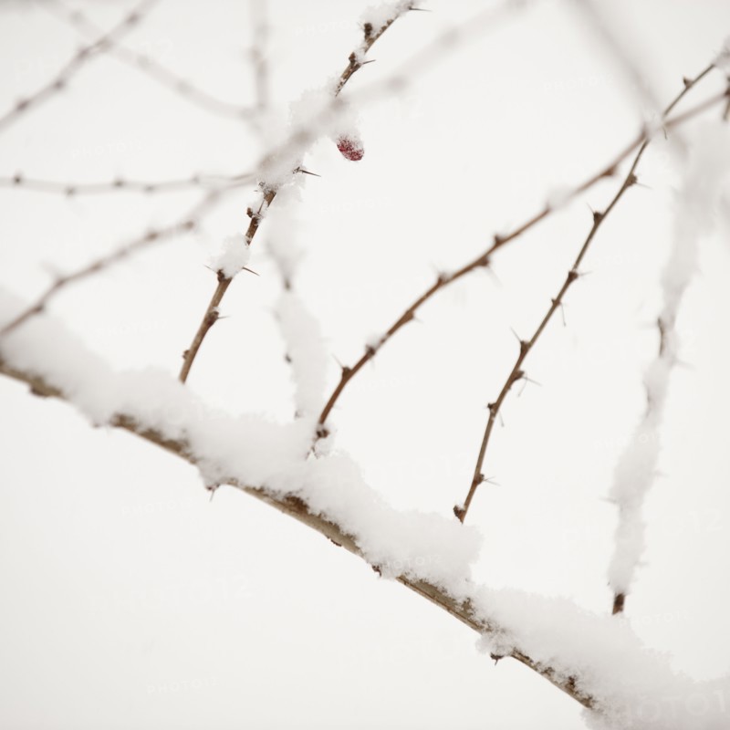 Plant in snow.