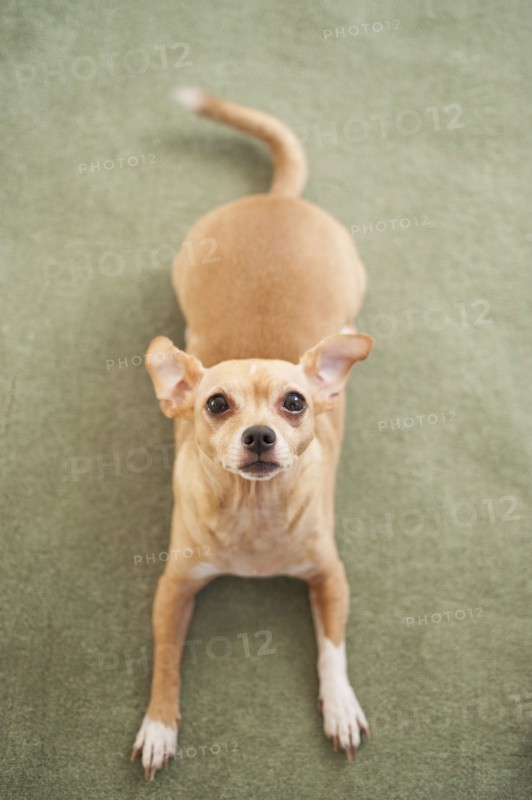 Small dog waiting on carpet.