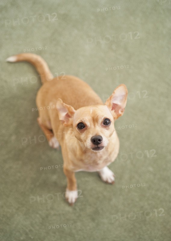 Small dog sitting on carpet.