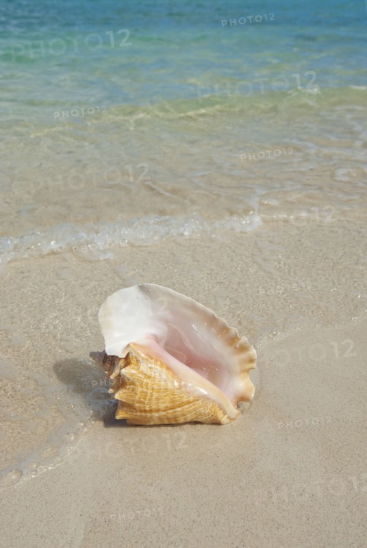 Conch shell on beach.