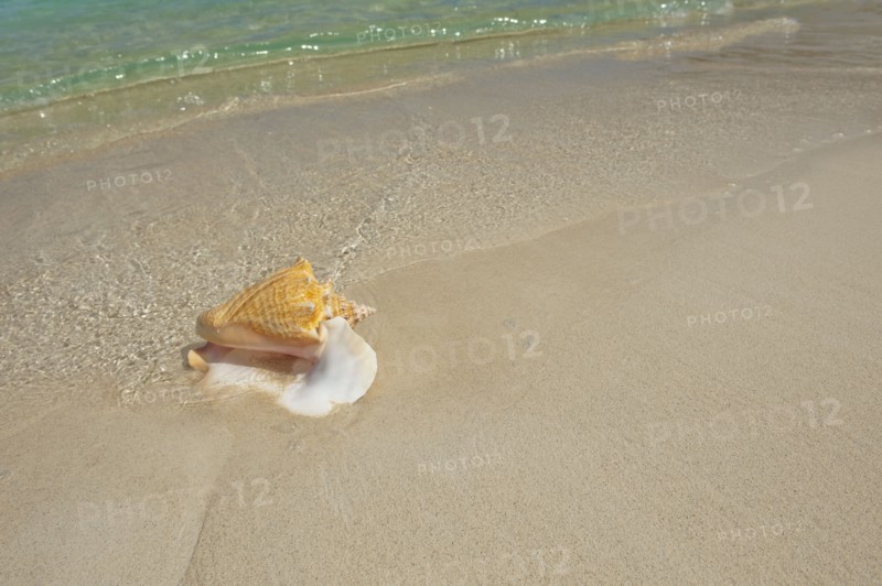 Conch shell on beach.