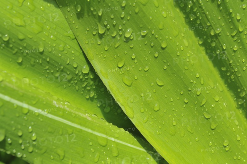 Close up of wet tropical leaf.