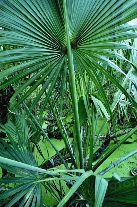 Tropical plants in salt pond.
