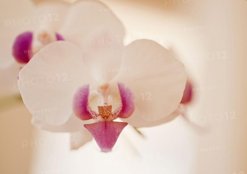 Close up of orchid.