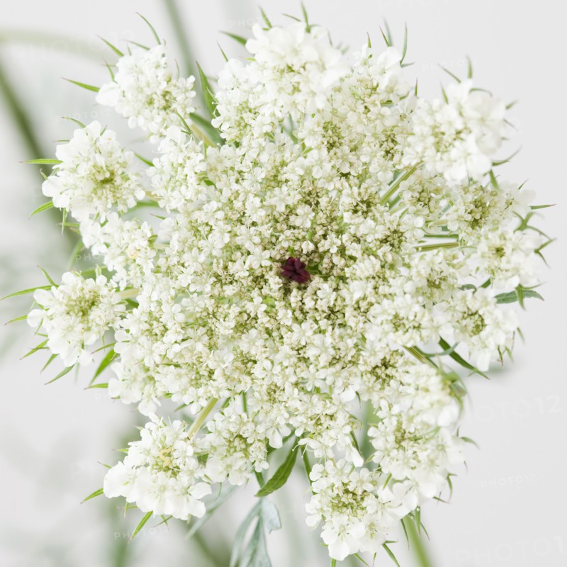 Close up of flower. Photographe : Jamie Grill