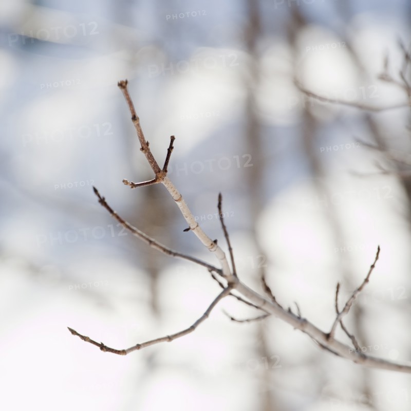 Snowy branch in winter. Photographe : Jamie Grill