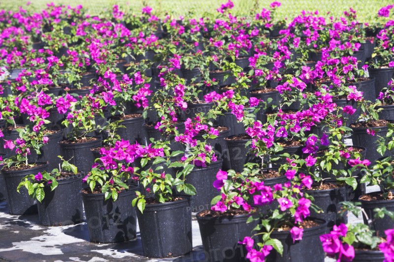 Rows of potted flowers. Photographe : fotog