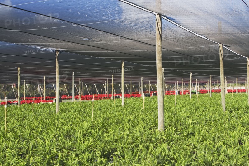 Plants growing in greenhouse. Photographe : fotog