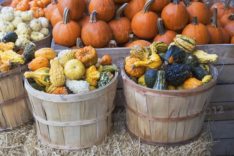 Baskets of assorted gourds and pumpkins. Photographe : fotog