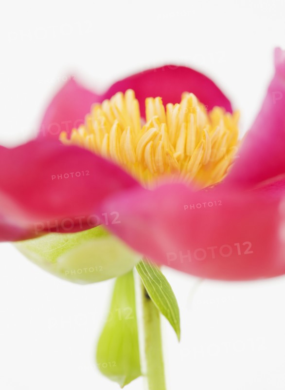 Close up of flower. Photographe : Jamie Grill