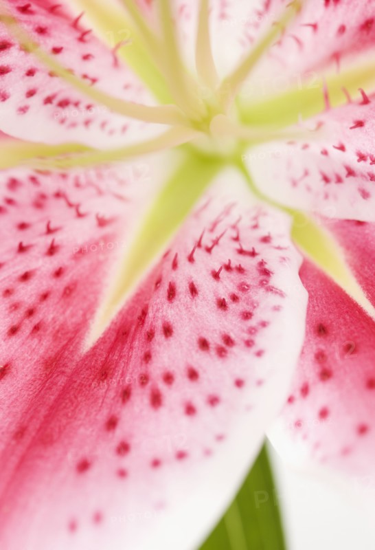 Close up of flower. Photographe : Jamie Grill