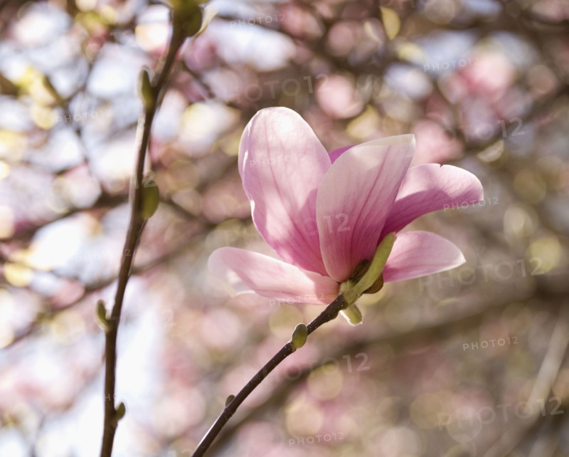 Close up of spring flowers on tree. Photographe : Jamie Grill
