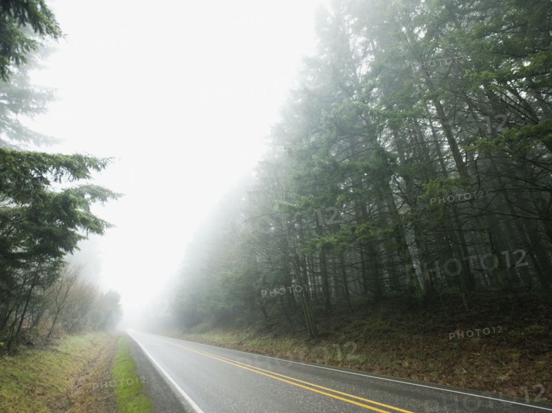 Highway through foggy forest.