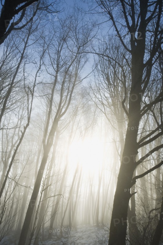 Trees in fog.