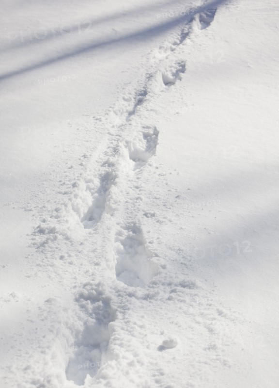 Twigs in snow. Photographe : Jamie Grill