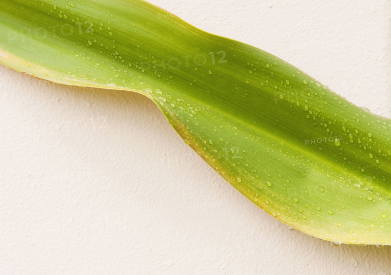 Close up of wet tropical leaf.