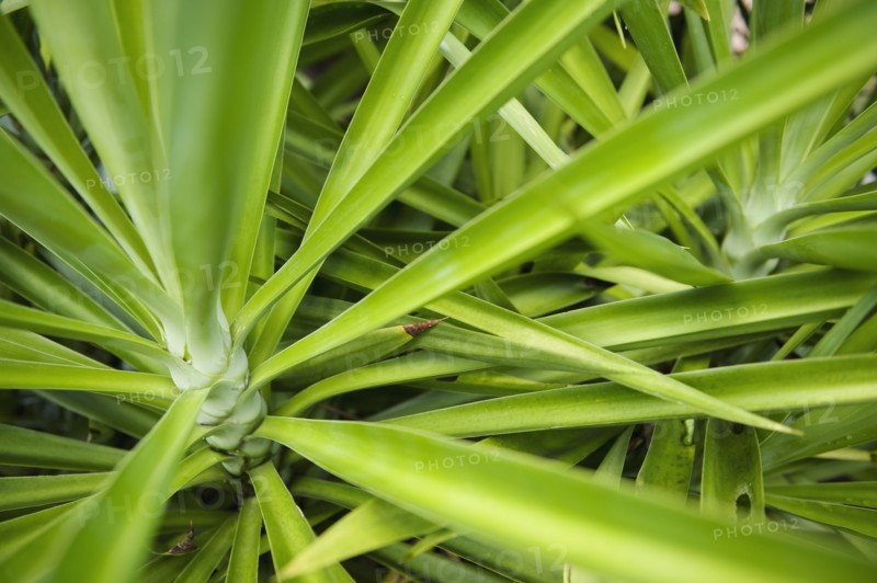 Close up of tropical plant.