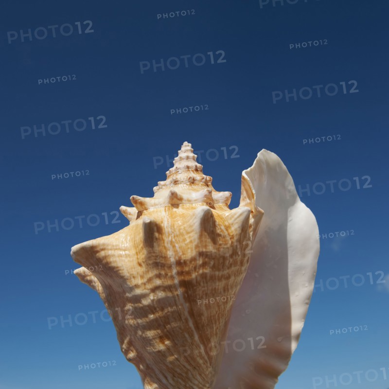 Close up of conch shell against blue sky.