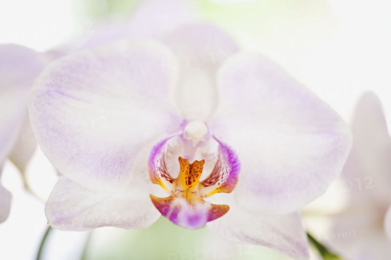Close up of orchid.