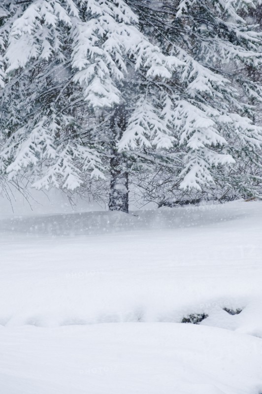 Snowy forest in winter.