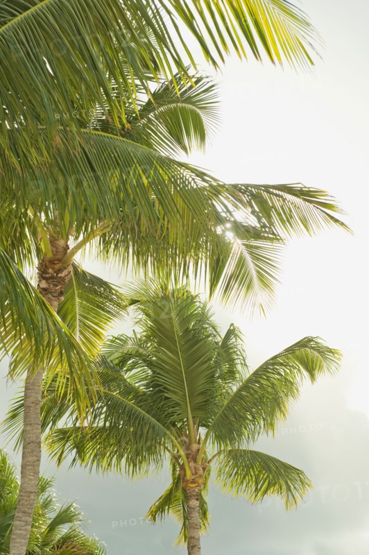 Sunlight on tropical palm trees.