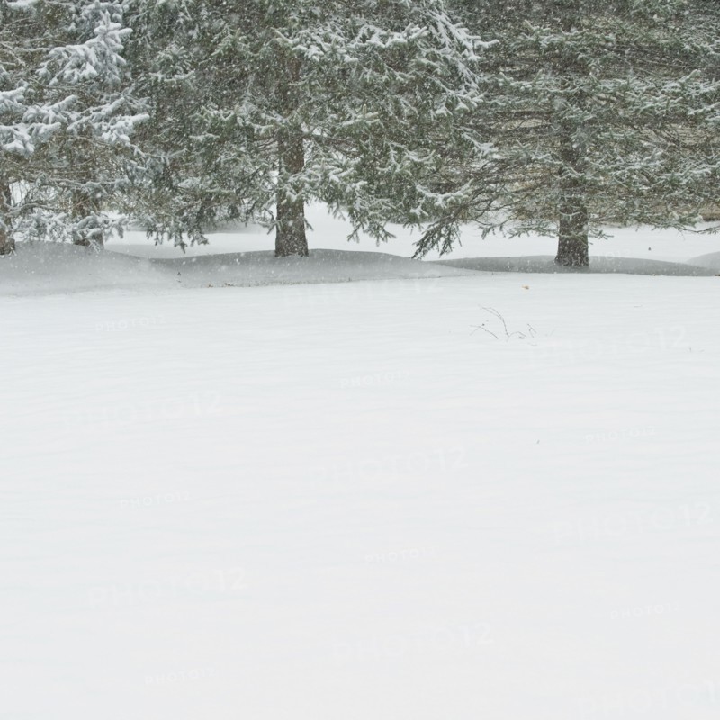 Snowy forest in winter.