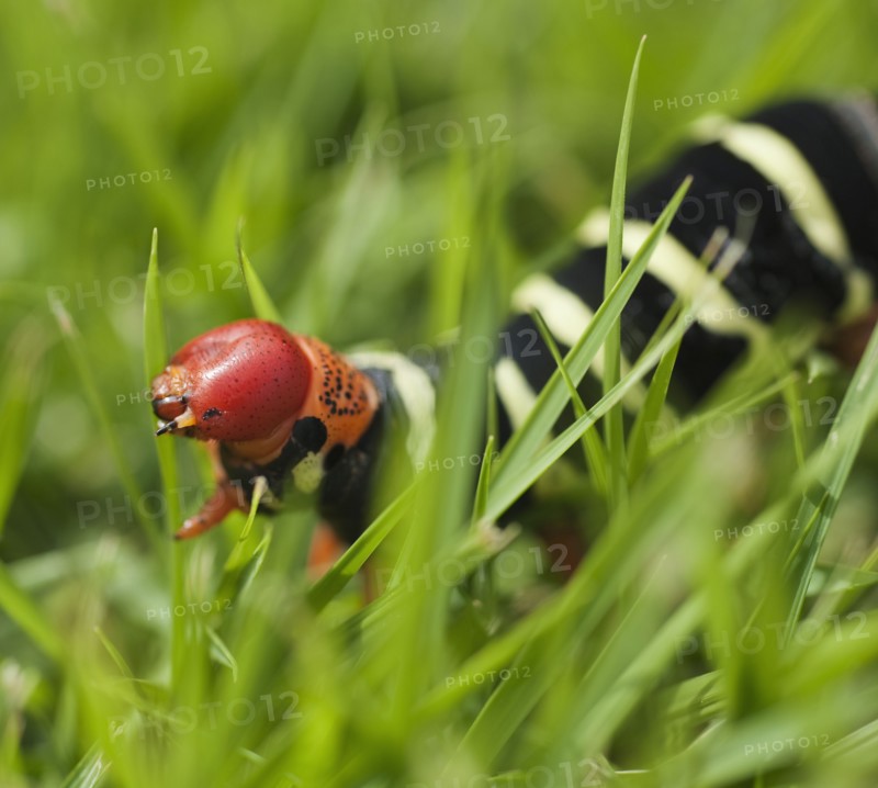 Close up of caterpillar in grass.