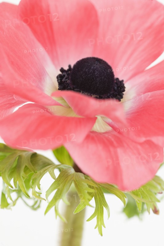 Close up of flower. Photographe : Jamie Grill