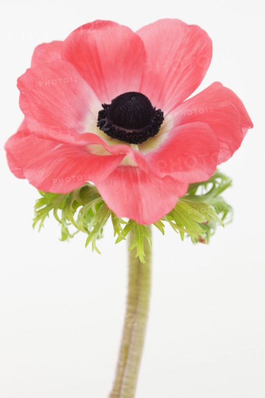Close up of flower. Photographe : Jamie Grill