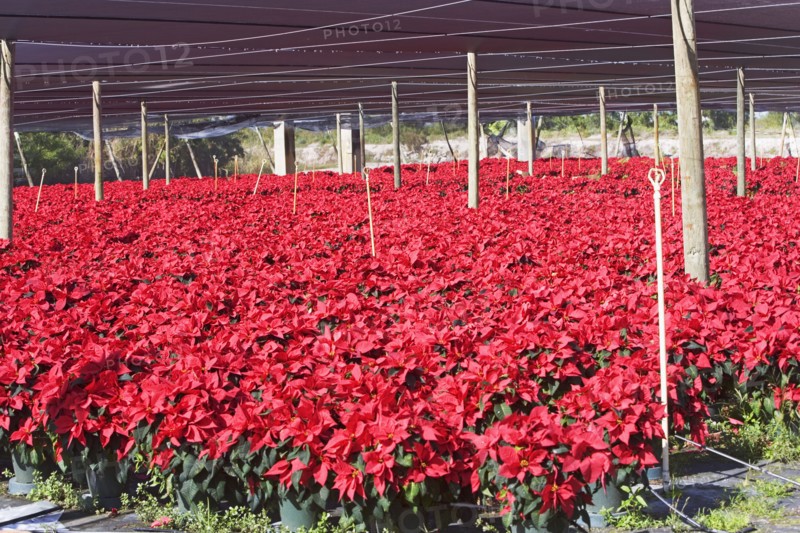 Flowers growing in greenhouse. Photographe : fotog