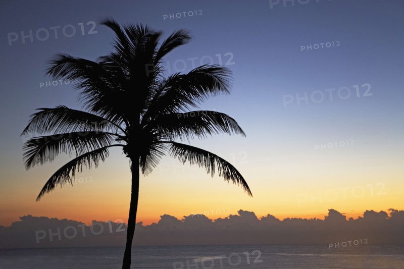 Silhouette of palm tree and ocean. Photographe : fotog