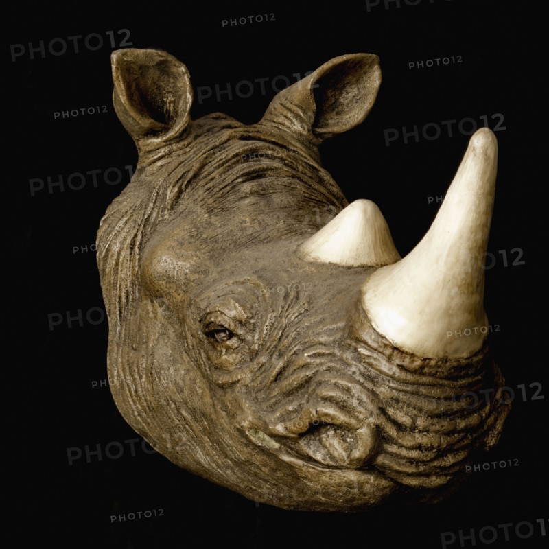Rhinoceros head. Photographe : Joe Clark
