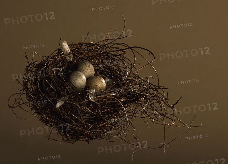 Eggs in birds nest. Photographe : Joe Clark