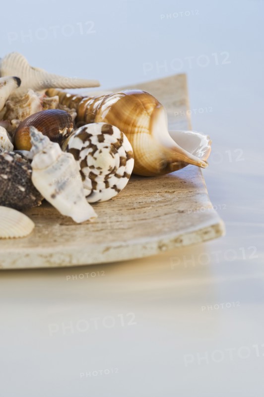 Assorted seashells. Photographe : Daniel Grill