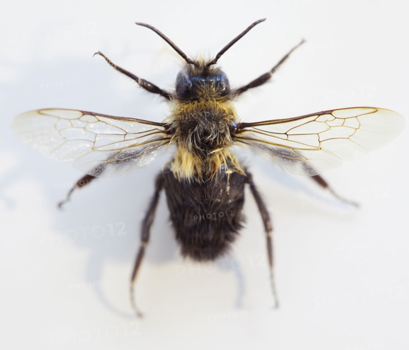 Close up of bee on flower. Photographe : Jamie Grill