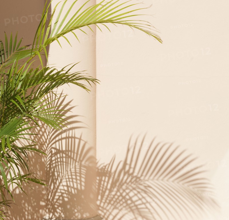 Shadow of tropical leaves.