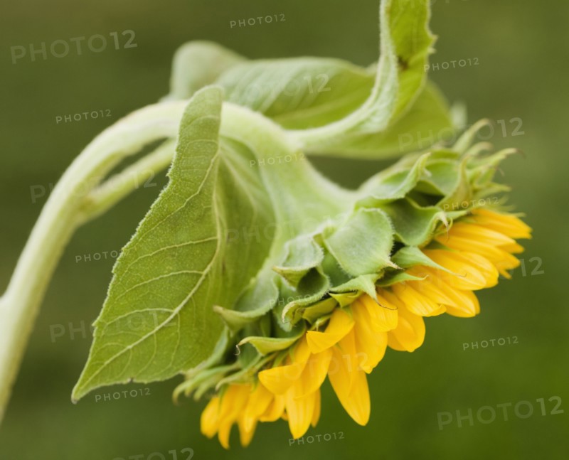 Close up of sunflower. Photographe : Jamie Grill