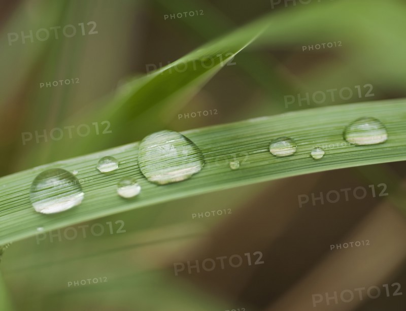 Close up of wet tropical leaf.