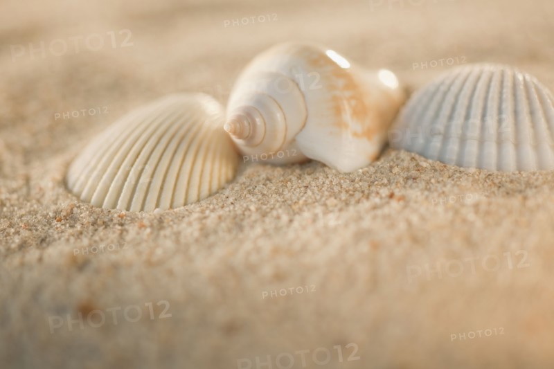 Sea shells in sand.