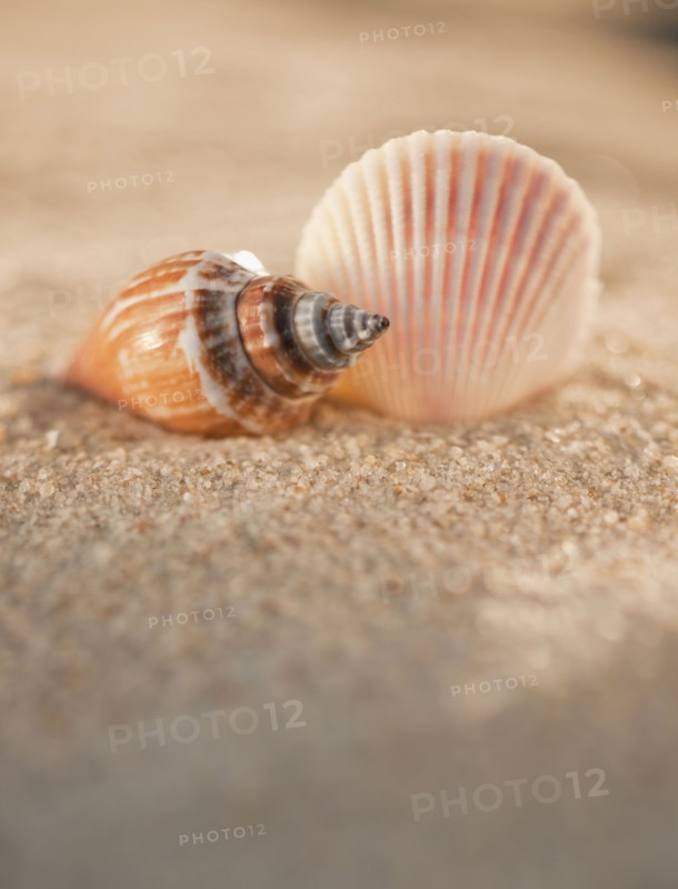 Sea shells in sand.