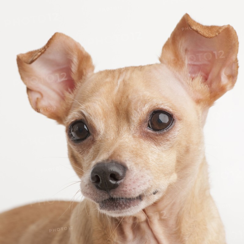Portrait of small dog.