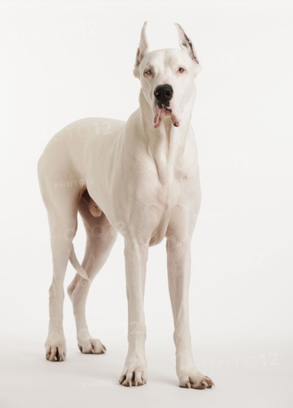 Portrait of large dog.