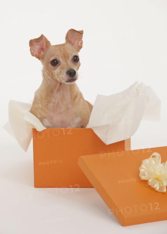 Small dog sitting in gift box.